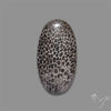 Stingray Black Fossil Coral Cabochon