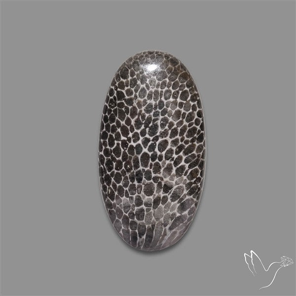 Stingray Black Fossil Coral Cabochon
