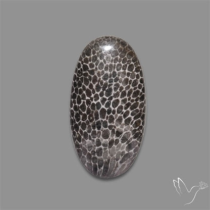 Stingray Black Fossil Coral Cabochon