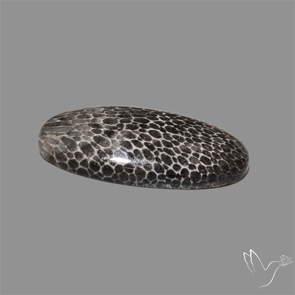 Stingray Black Fossil Coral Cabochon