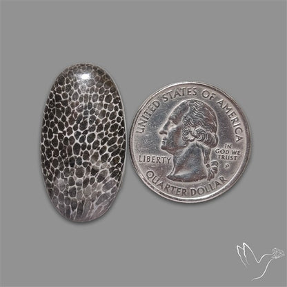 Stingray Black Fossil Coral Cabochon