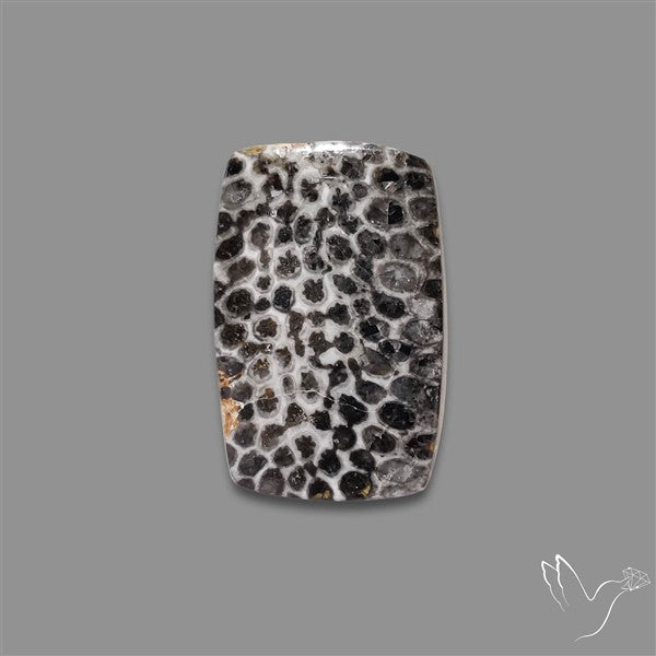 Stingray Black Fossil Coral Cabochon