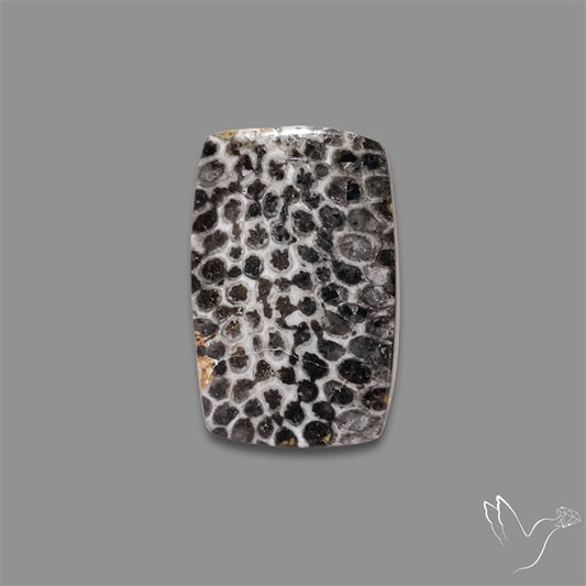 Stingray Black Fossil Coral Cabochon