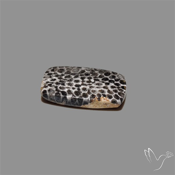 Stingray Black Fossil Coral Cabochon