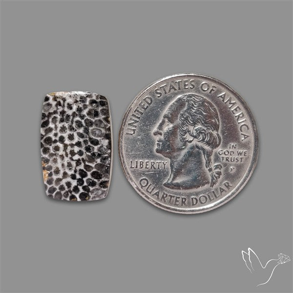 Stingray Black Fossil Coral Cabochon
