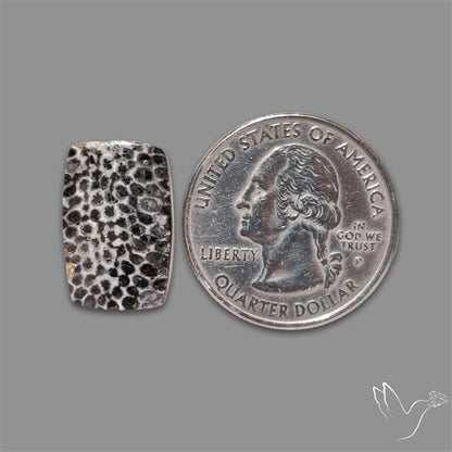 Stingray Black Fossil Coral Cabochon