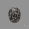 Stingray Black Fossil Coral Cabochon