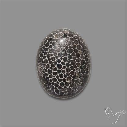 Stingray Black Fossil Coral Cabochon