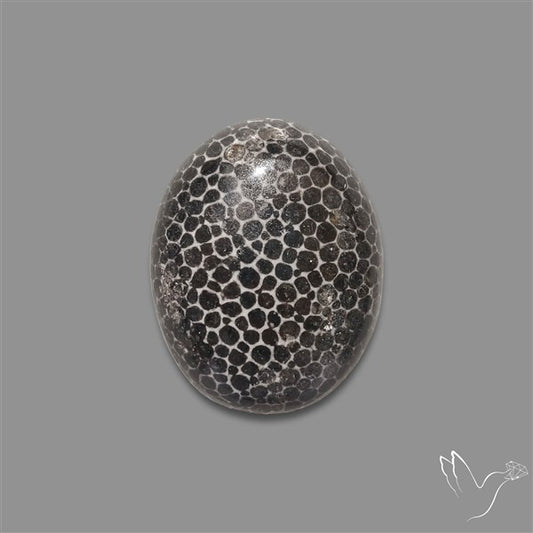 Stingray Black Fossil Coral Cabochon