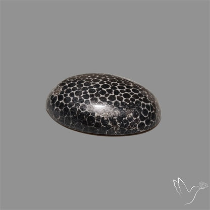 Stingray Black Fossil Coral Cabochon