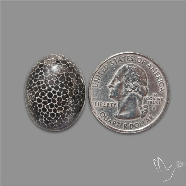 Stingray Black Fossil Coral Cabochon