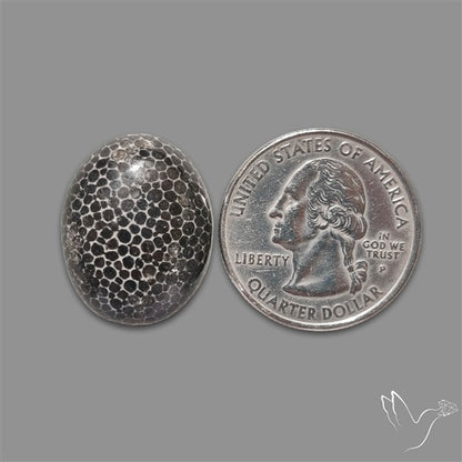Stingray Black Fossil Coral Cabochon