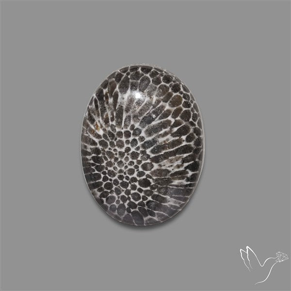 Stingray Black Fossil Coral Cabochon
