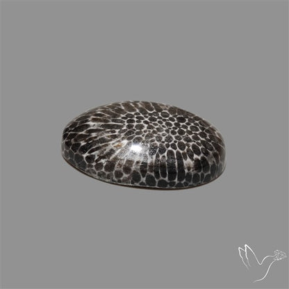 Stingray Black Fossil Coral Cabochon