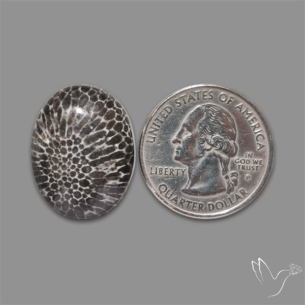 Stingray Black Fossil Coral Cabochon
