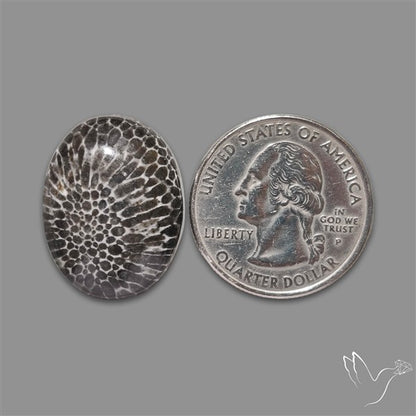 Stingray Black Fossil Coral Cabochon