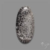 Stingray Black Fossil Coral Cabochon