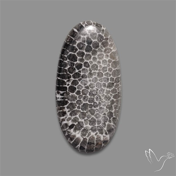 Stingray Black Fossil Coral Cabochon