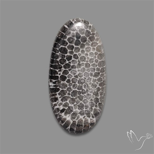 Stingray Black Fossil Coral Cabochon