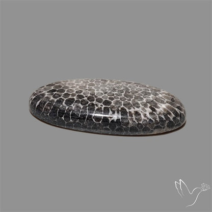 Stingray Black Fossil Coral Cabochon