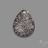 Stingray Black Fossil Coral Cabochon