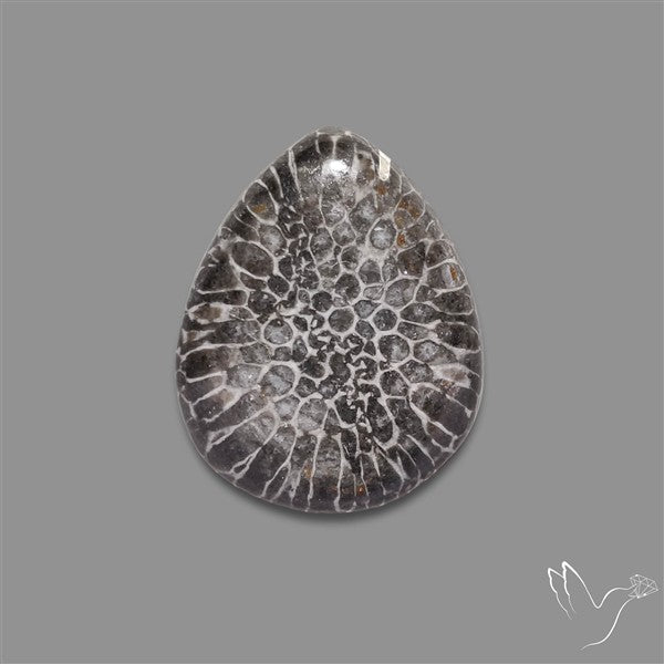 Stingray Black Fossil Coral Cabochon