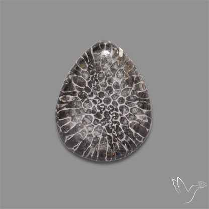 Stingray Black Fossil Coral Cabochon