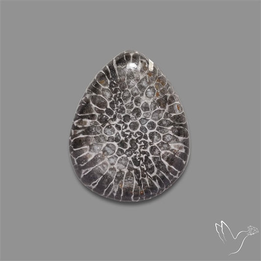 Stingray Black Fossil Coral Cabochon