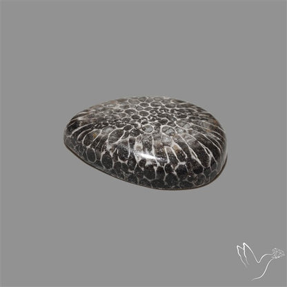 Stingray Black Fossil Coral Cabochon