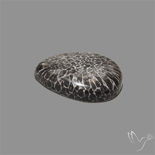 Stingray Black Fossil Coral Cabochon