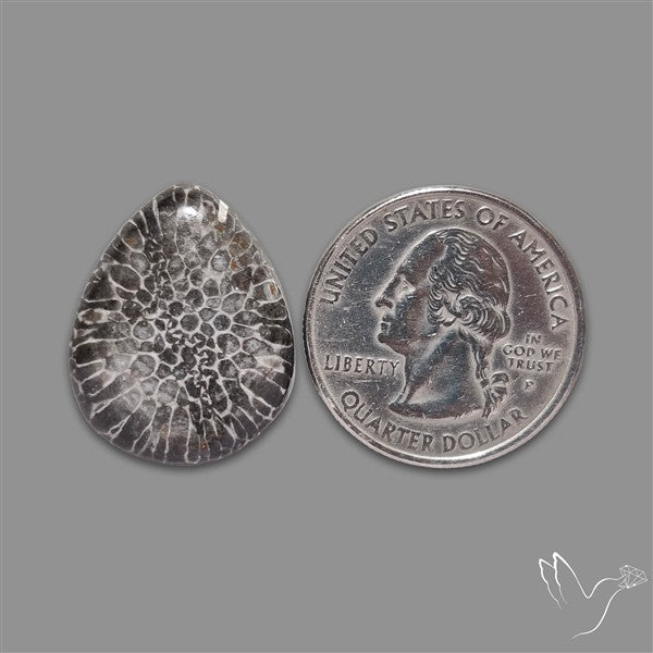 Stingray Black Fossil Coral Cabochon