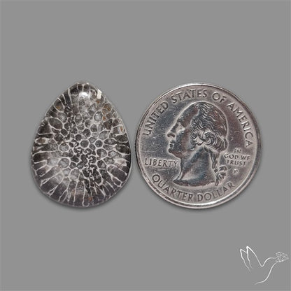 Stingray Black Fossil Coral Cabochon