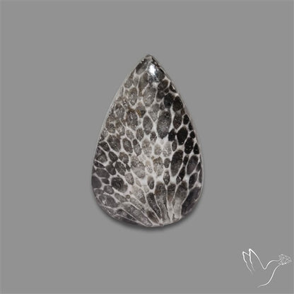 Stingray Black Fossil Coral Cabochon