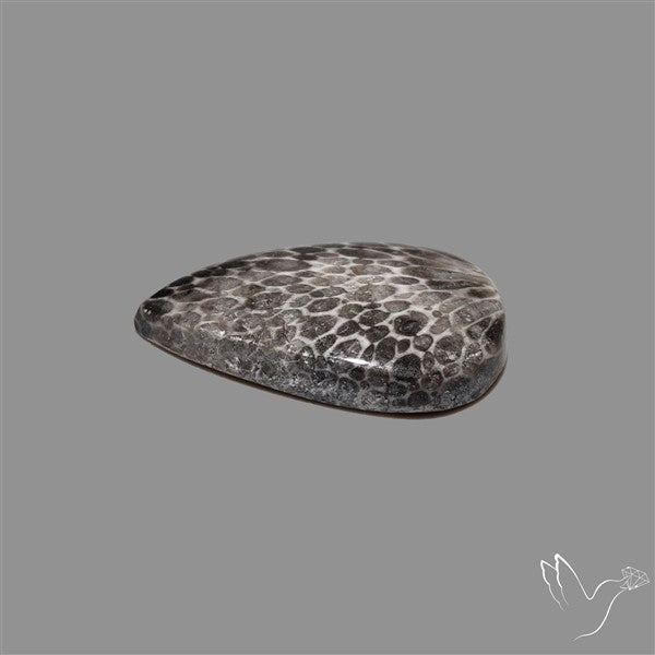Stingray Black Fossil Coral Cabochon