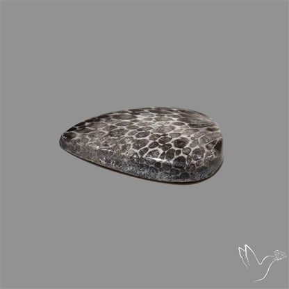 Stingray Black Fossil Coral Cabochon