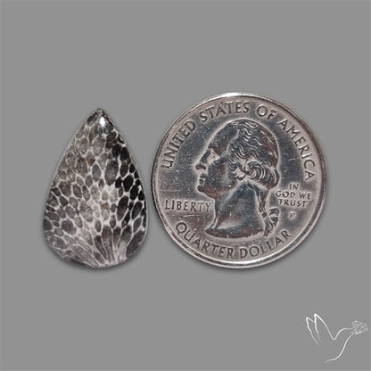 Stingray Black Fossil Coral Cabochon