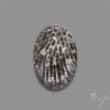 Stingray Black Fossil Coral Cabochon