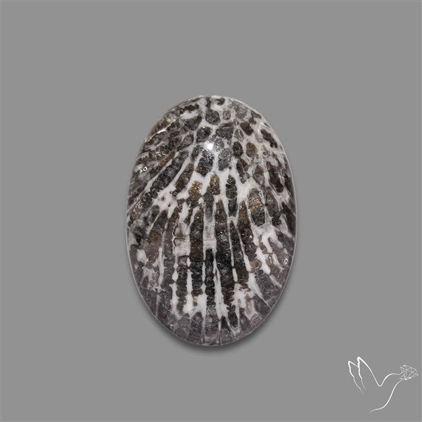 Stingray Black Fossil Coral Cabochon