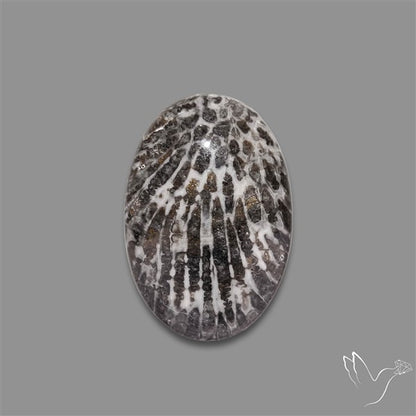 Stingray Black Fossil Coral Cabochon