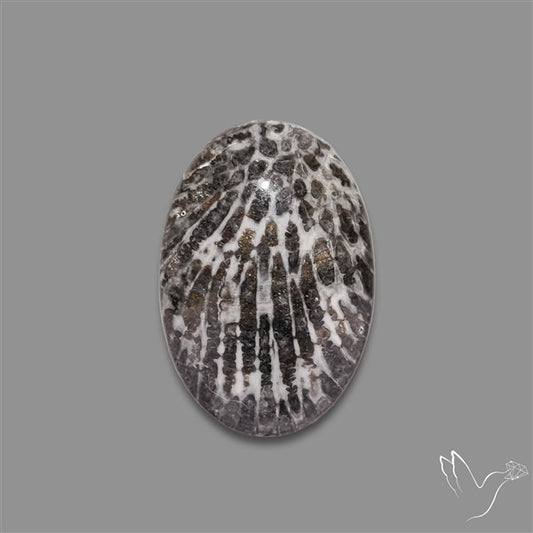 Stingray Black Fossil Coral Cabochon