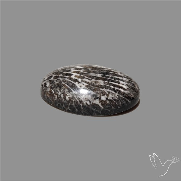 Stingray Black Fossil Coral Cabochon