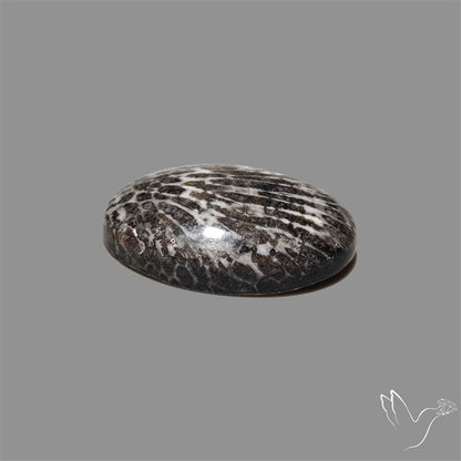 Stingray Black Fossil Coral Cabochon