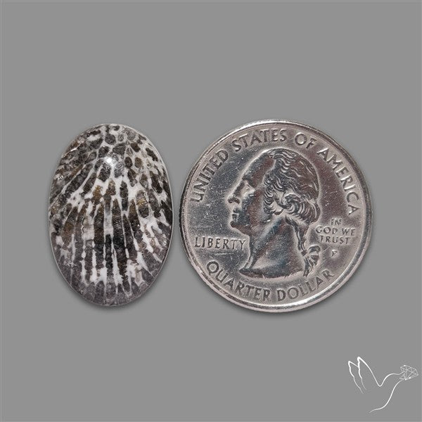 Stingray Black Fossil Coral Cabochon
