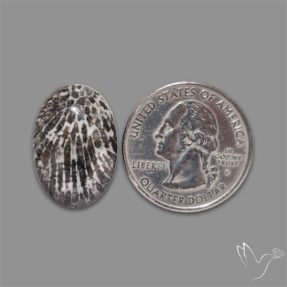 Stingray Black Fossil Coral Cabochon