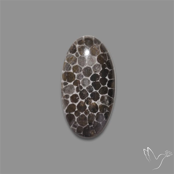 Stingray Black Fossil Coral Cabochon