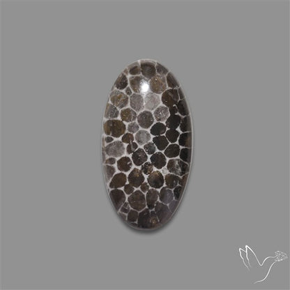 Stingray Black Fossil Coral Cabochon