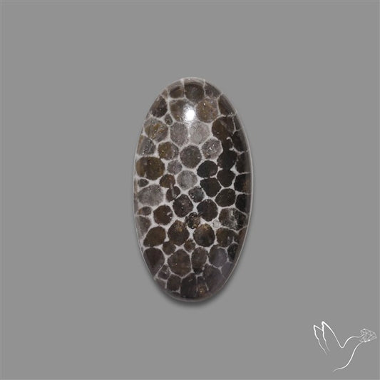 Stingray Black Fossil Coral Cabochon