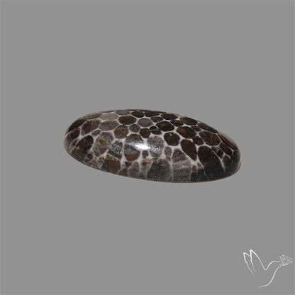Stingray Black Fossil Coral Cabochon