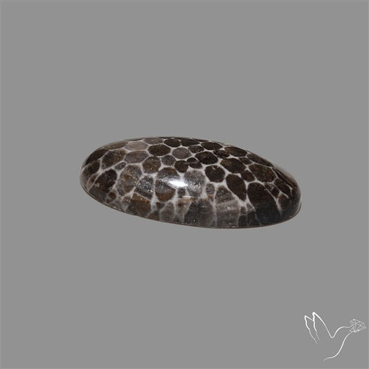 Stingray Black Fossil Coral Cabochon