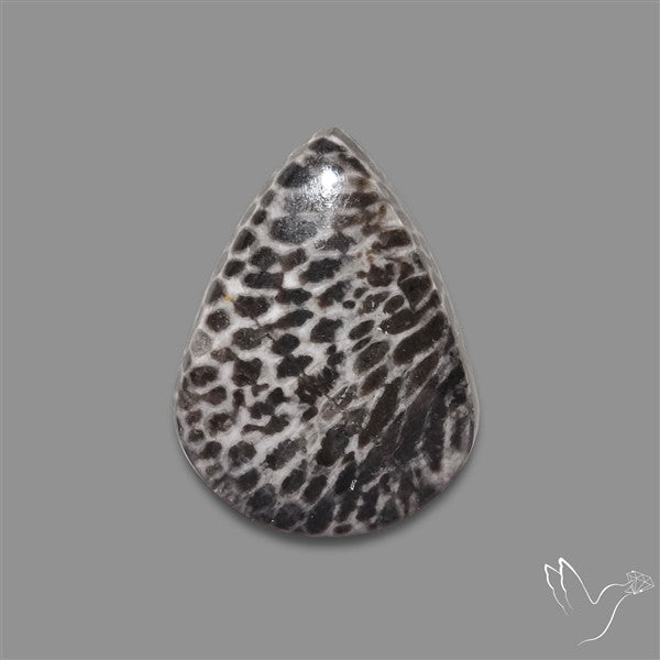 Stingray Black Fossil Coral Cabochon